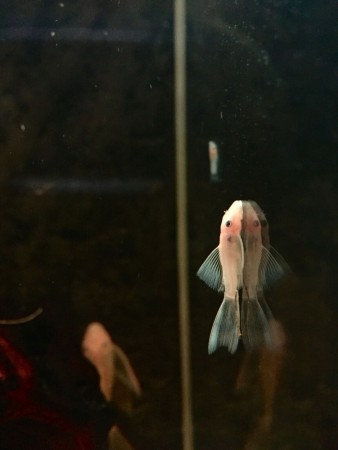 Ancistrus L144 Longfin Jong